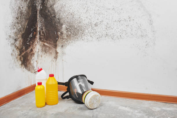 Best Mold Remediation for Specific Building Types in Bazon, CA
