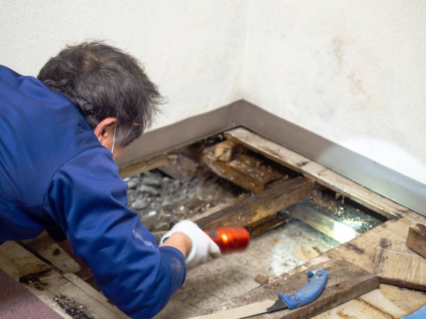 Best Post-Flood Mold Remediation in Bazon, CA