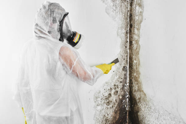 Best Bathroom Mold Remediation in Bazon, CA