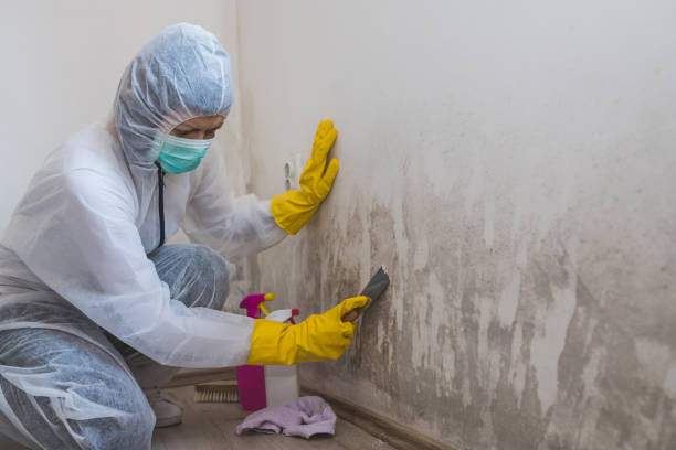 Best DIY Mold Remediation Support Services in Bazon, CA