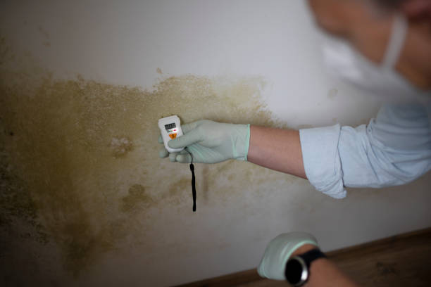 Best HVAC Mold Remediation in Bazon, CA