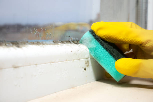 Best Post-Flood Mold Remediation in Bazon, CA