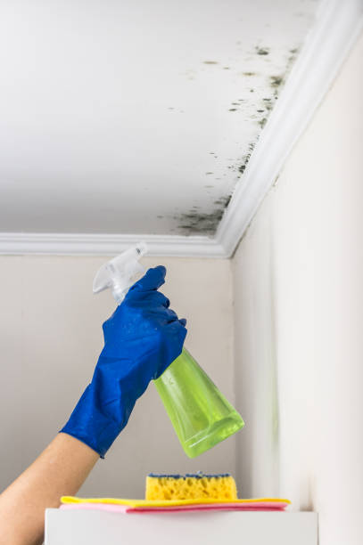 Best Bathroom Mold Remediation in Bazon, CA