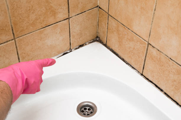 Best White Mold Remediation in Bazon, CA